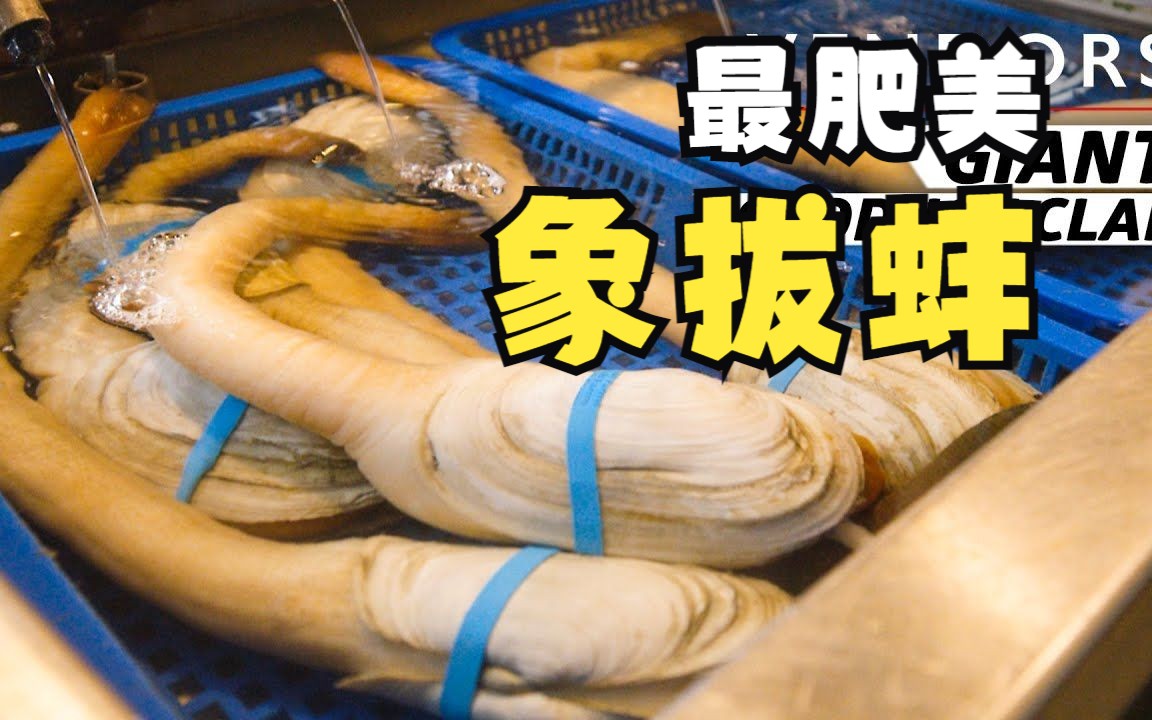 【美国】最大最昂贵的象拔蚌养殖方式