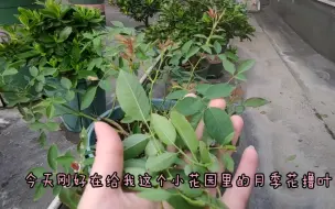 Download Video: 月季花分枝多的秘密——撸叶子篇