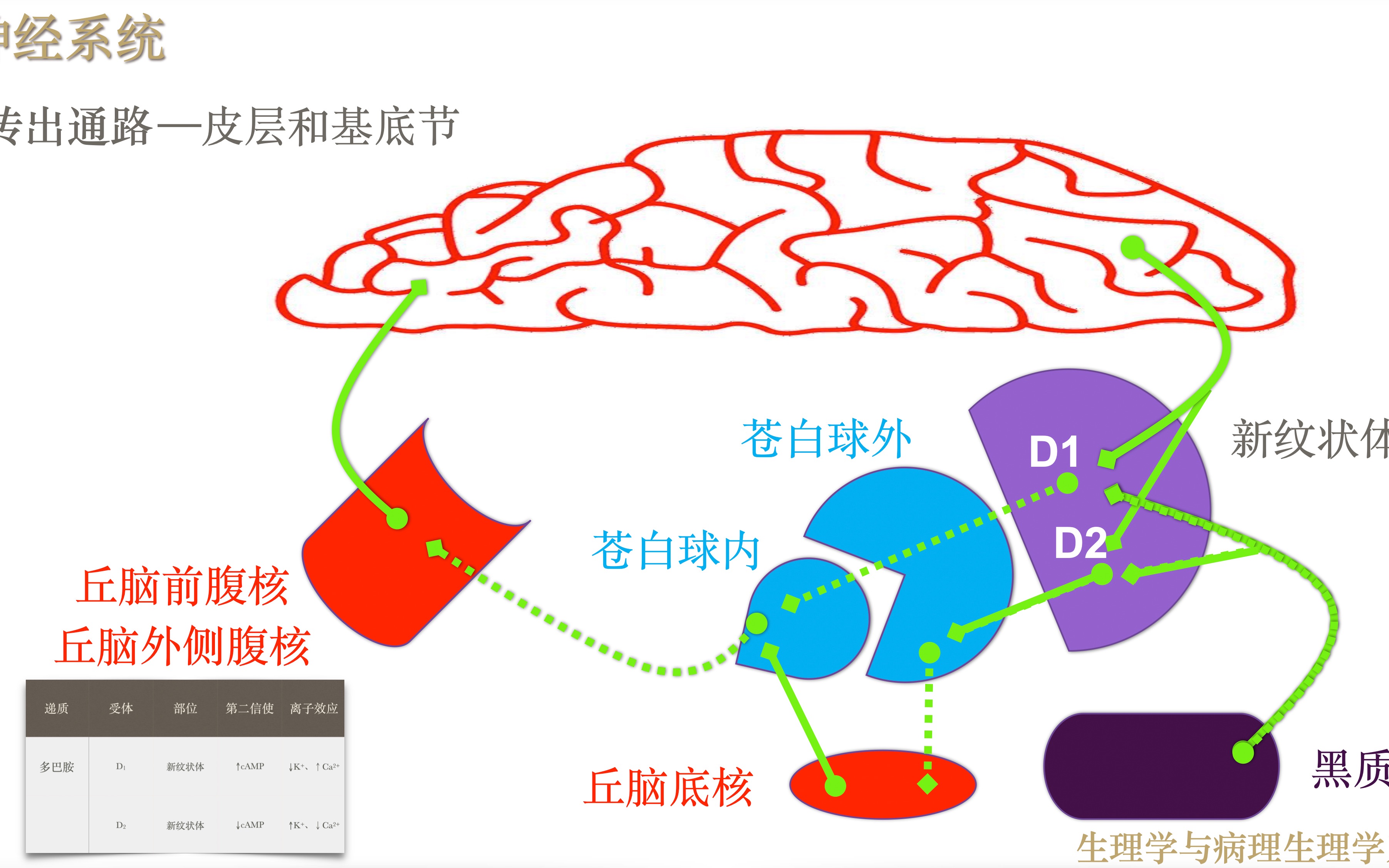 神经系统16运动皮层传出前,皮层联络区与基底神经节、皮层小脑间的兴奋传输哔哩哔哩bilibili