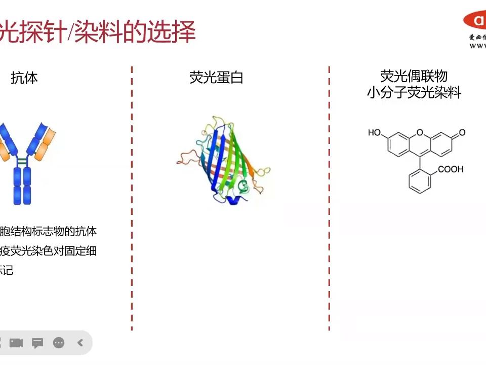 如何选择合适的荧光探针/染料?哔哩哔哩bilibili