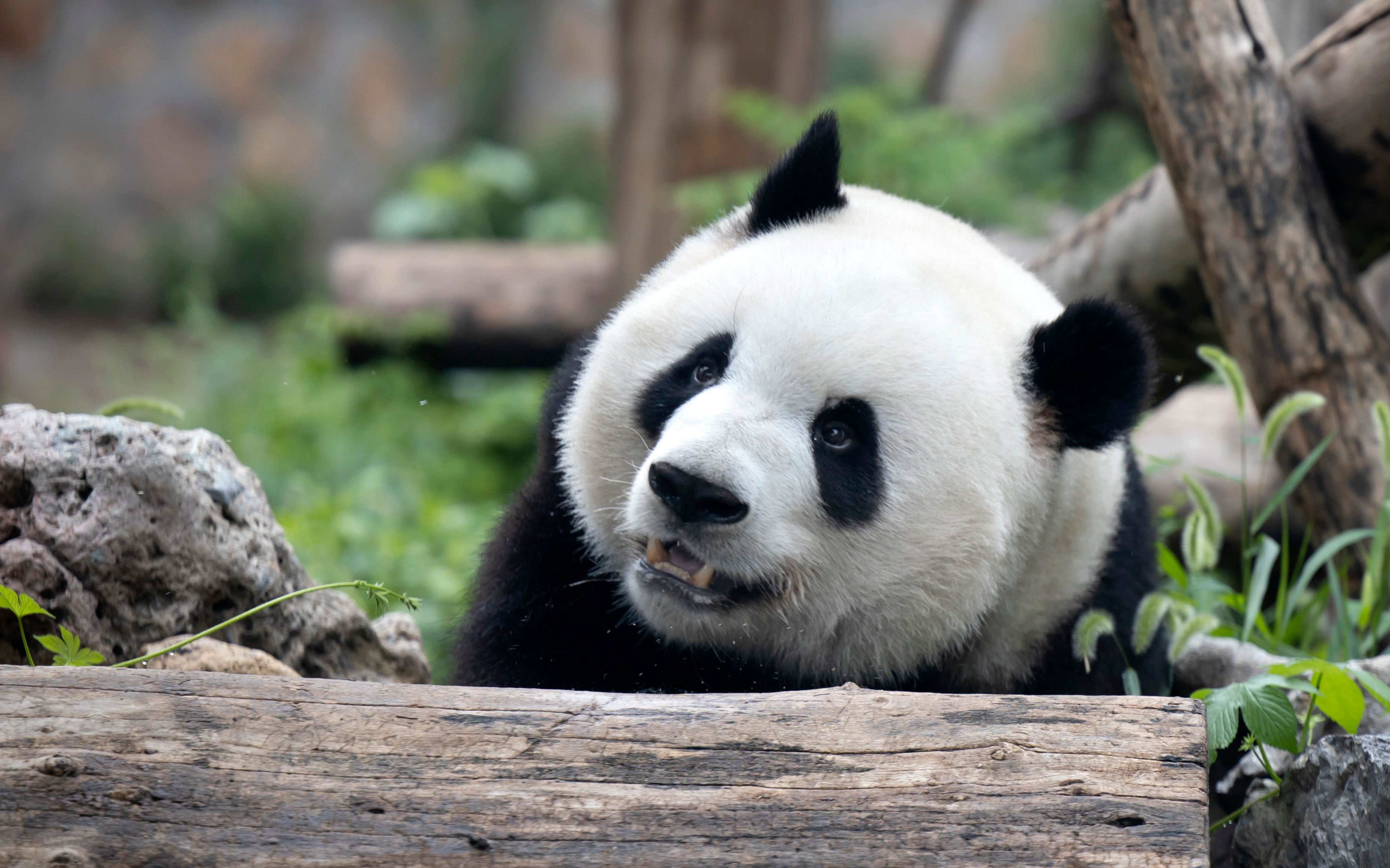 【大熊猫萌兰】静候回家.2021.7.27.摄于北京动物园