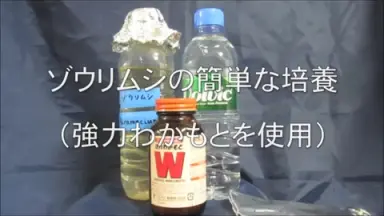 ゾウ-哔哩哔哩_Bilibili