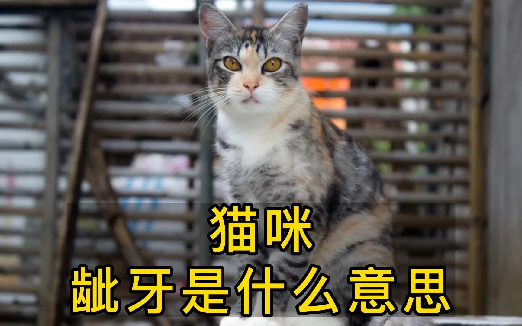 猫咪龇牙是什么意思?哔哩哔哩bilibili