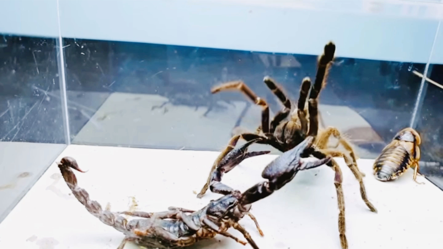 捕鸟蛛vs巨型蝎子橙巴布vs巨型雨林蝎