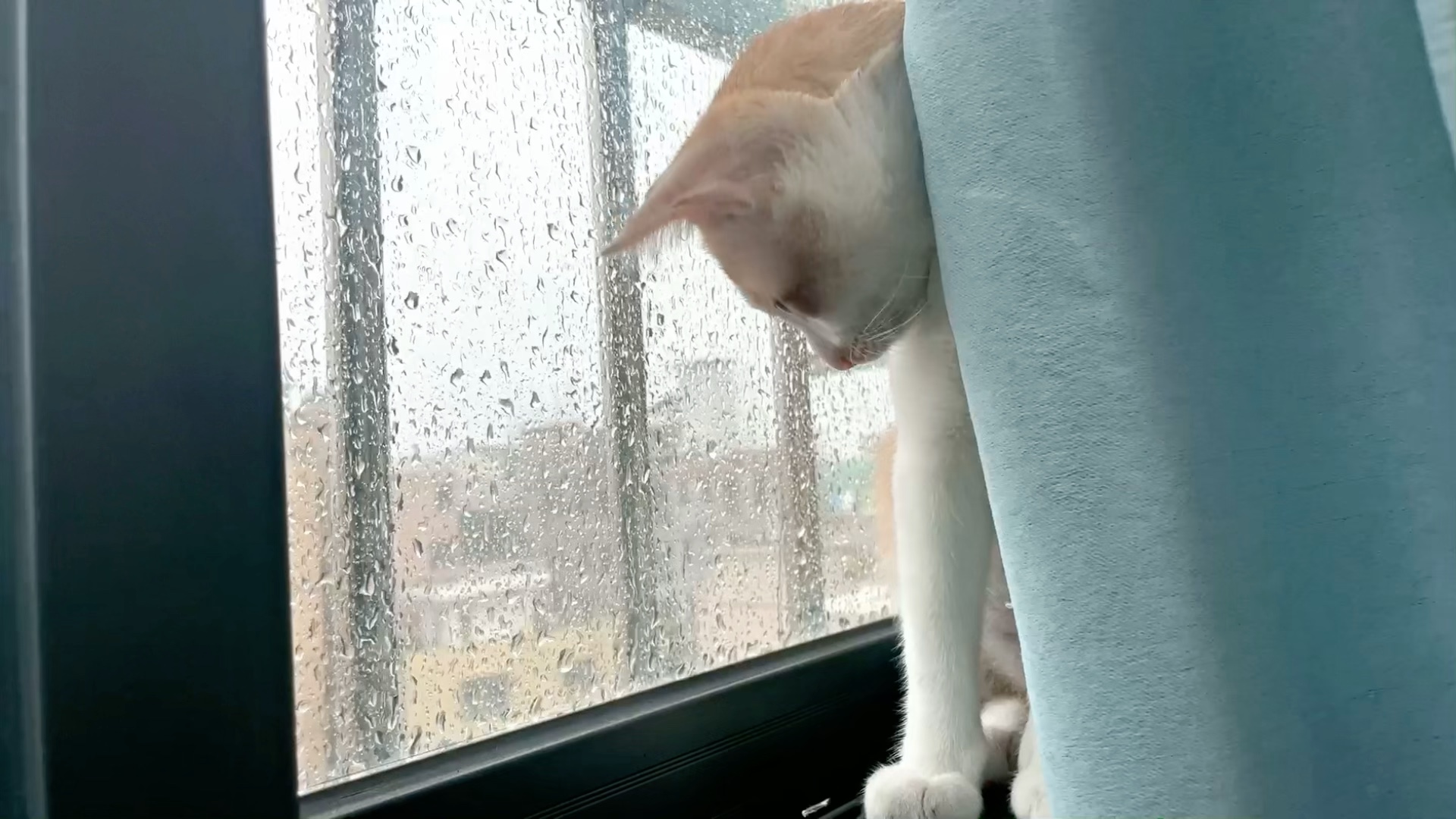 小猫咪被窗台上的小雨滴深深吸引