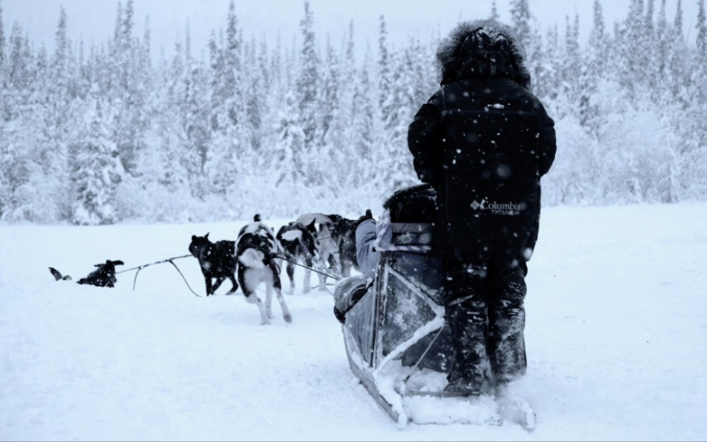 阿拉斯加vlog 体验真正的狗拉雪橇