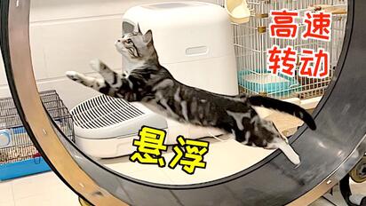 给猫做了台跑步机，猫跑的都悬浮了！直接变UFO