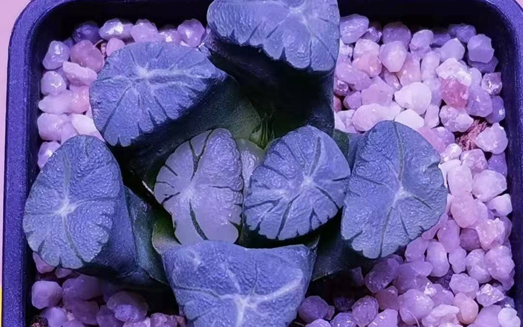 多肉植物-紫万象记录贴