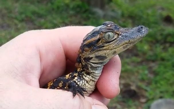 [图]【鳄鱼】鳄鱼宝宝呼唤妈妈！