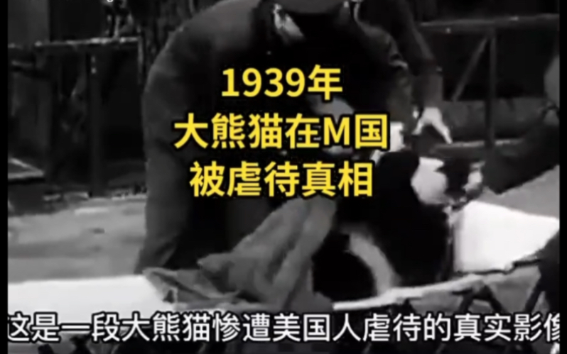 [图]1939年我国的大熊猫在M国被虐待真相！此视频是转载视频，只是想能有更多的人看到！