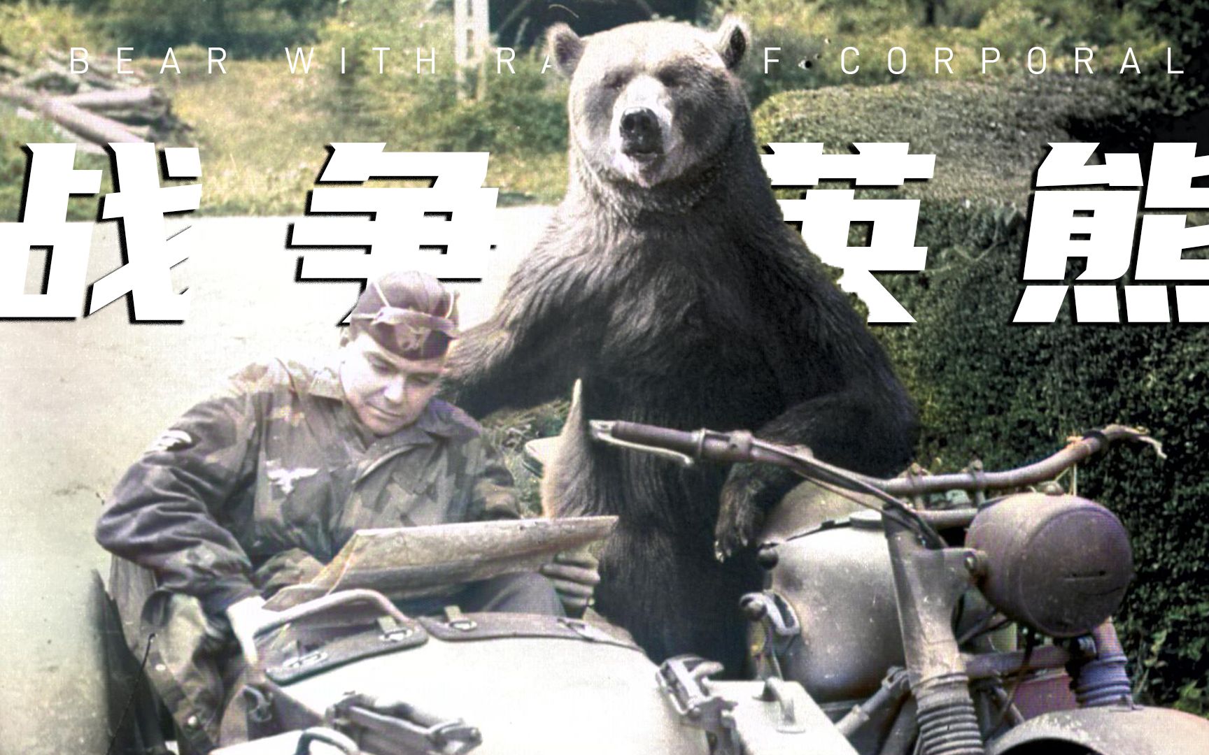 沃铁战斗熊是真的吗图片