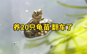 Download Video: 体验养20只龟苗 结果翻车了