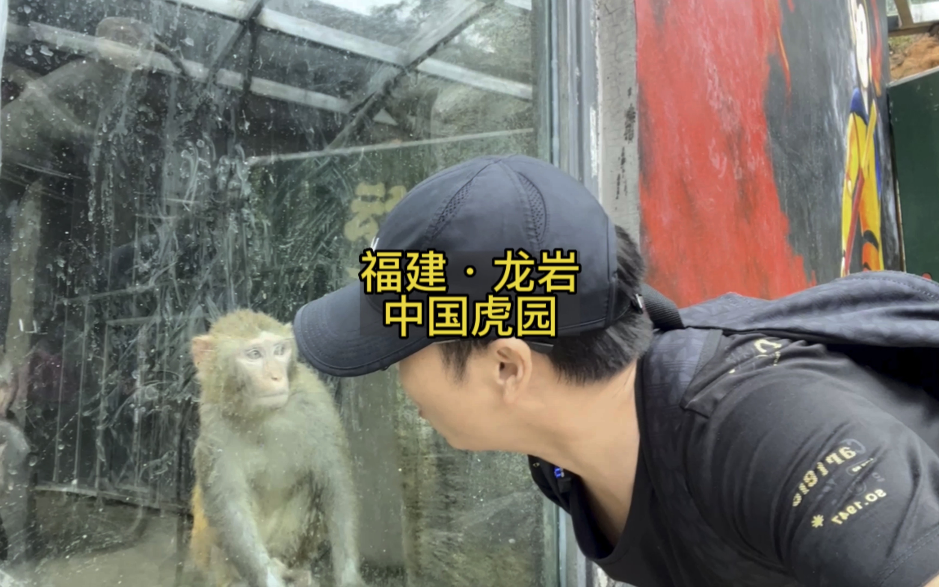 今天带大家逛逛虎园.国宝华南虎已经不多了,保护野生动物刻不容缓.