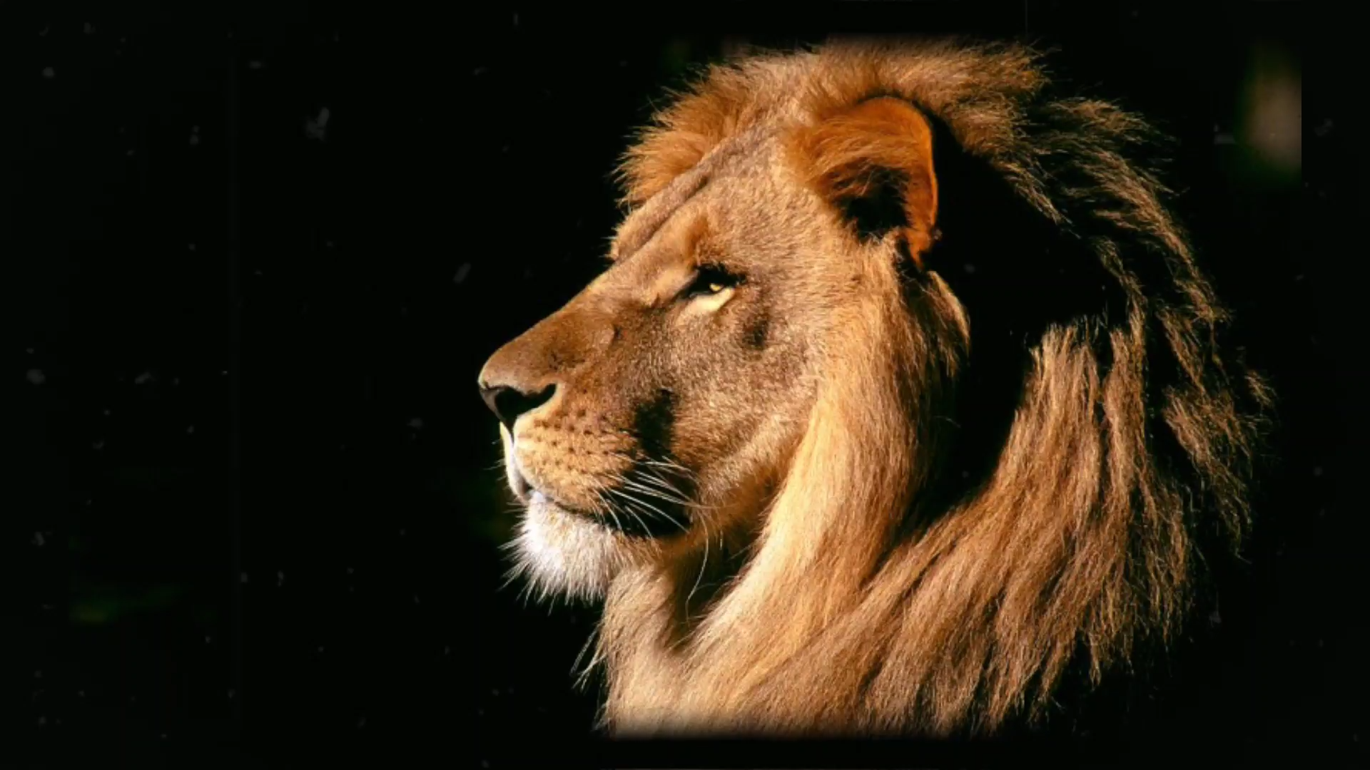 野生动物混剪3_哔哩哔哩 (゜-゜)つロ 干杯~-bilibili