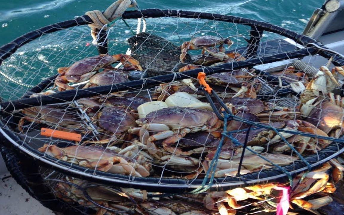 国外职业捕蟹人,在巨浪深海中捕捞上千笼珍宝蟹,回报与风险相随