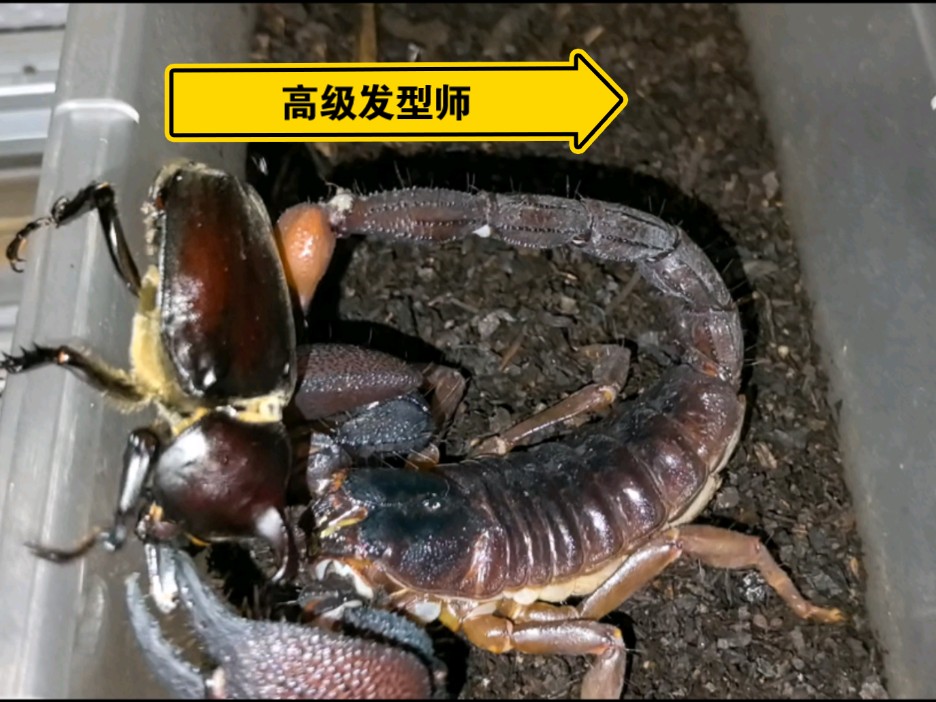 复刻虫皇帝断角大师 红爪雨林蝎给脆脆仙整理发型