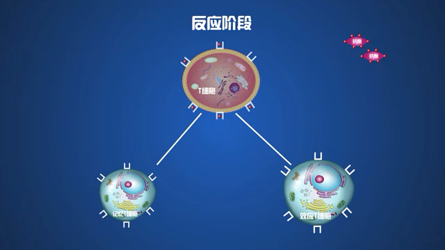 [图]细胞免疫