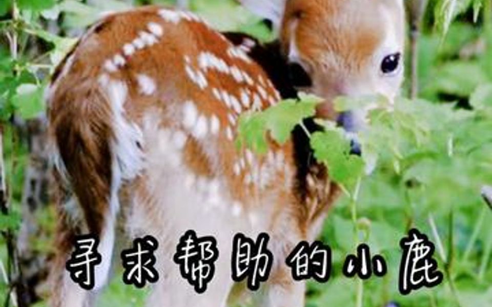 呆萌小鹿被困河中,向路人发出求救眼神,如果想一起支持动物事业,可以