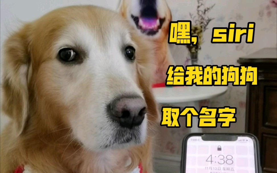 siri给我家狗取的名字好像很适合他呢!_哔哩哔哩_bilibili