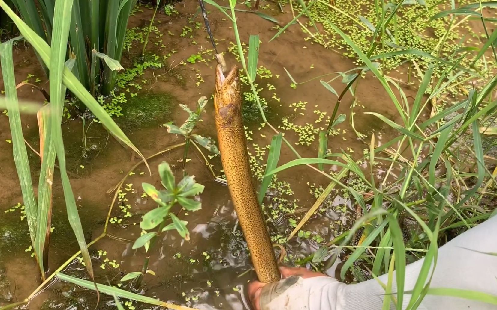 老淡稻田钓黄鳝,一下钩就中一条大货,意外之喜 杂草洞藏大货