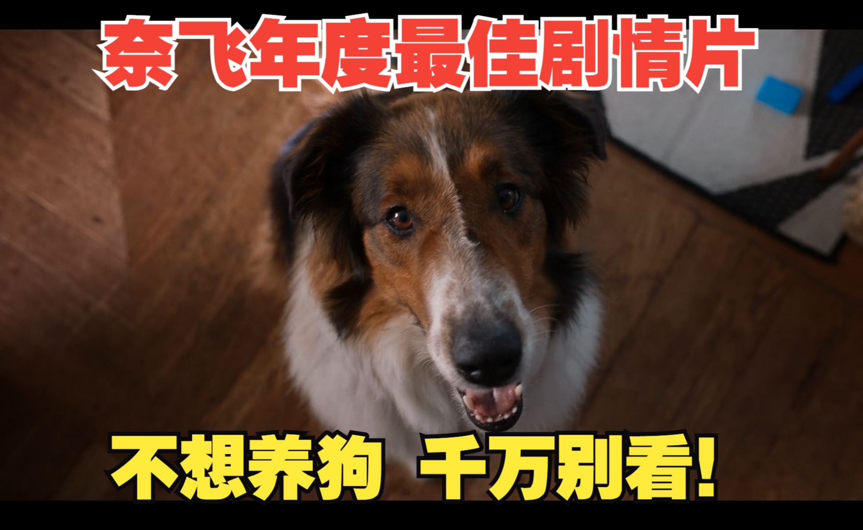 《义犬救主》