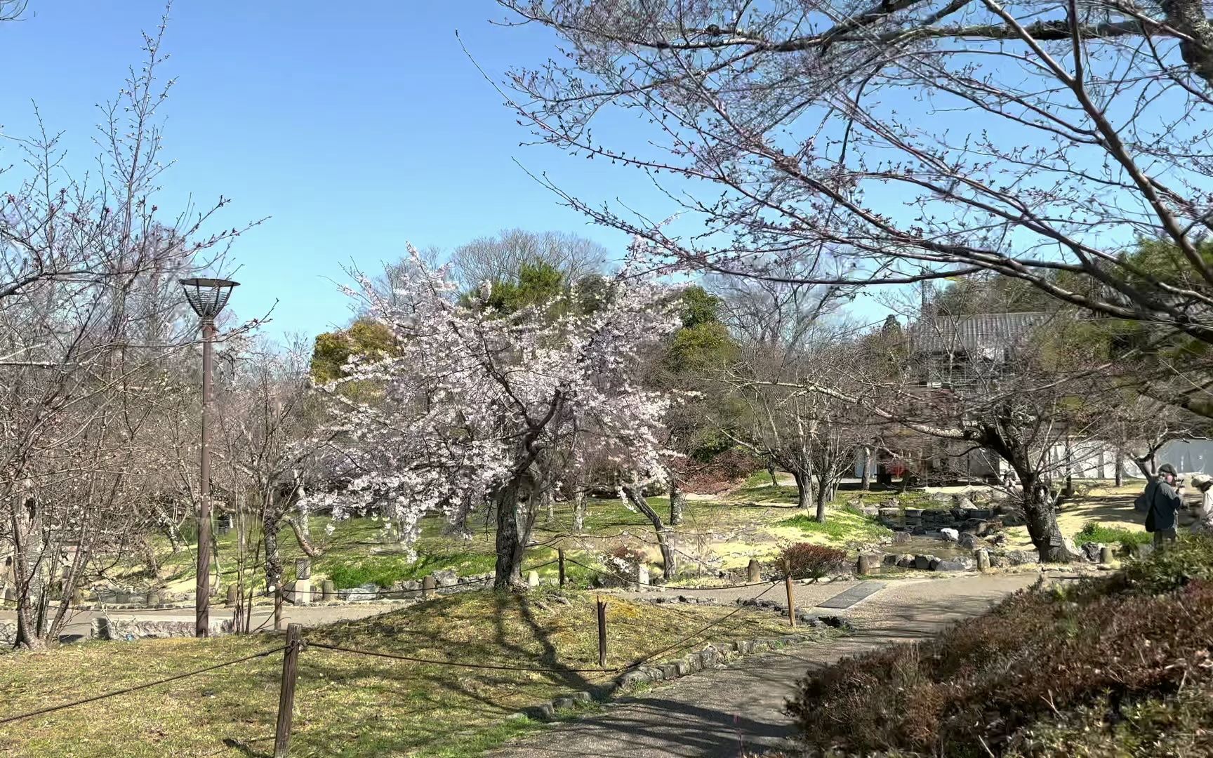 [图]【超清日本】【京都】【4K】2023 京都 冈山公园的樱花满开