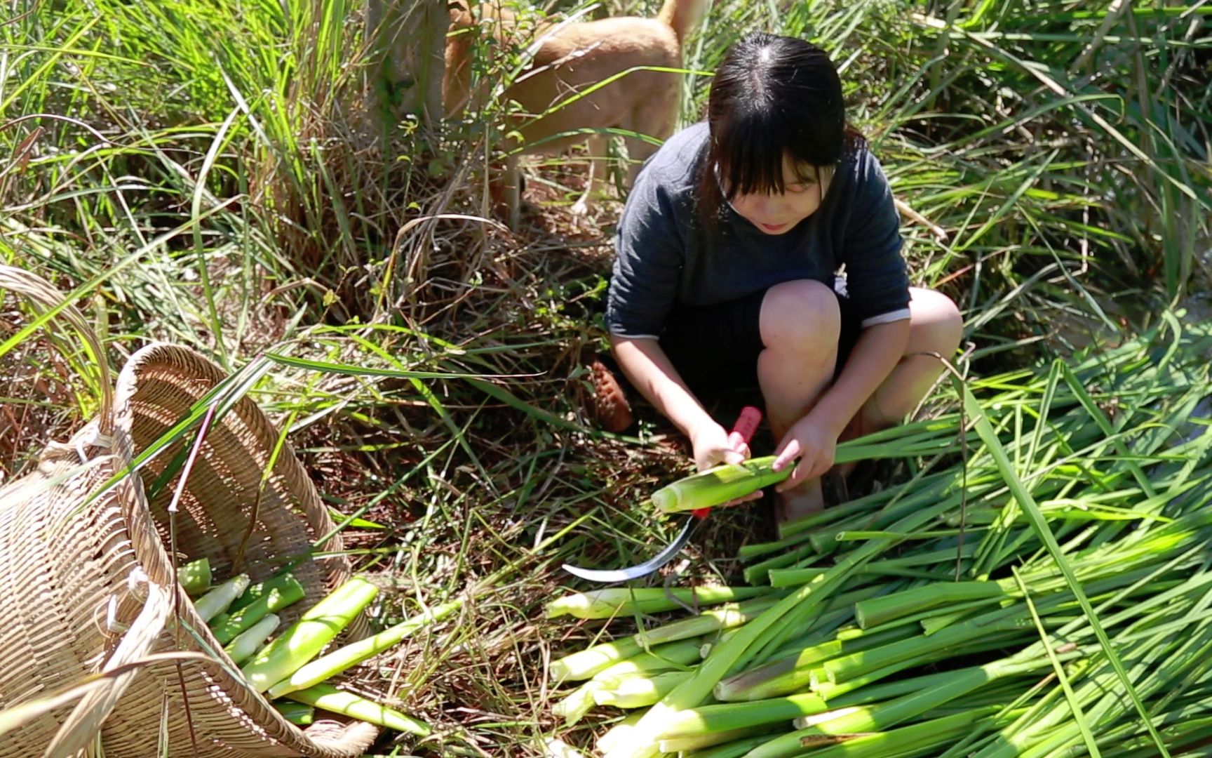 [图]山坳里的野生茭白，到了该尝鲜的季节！