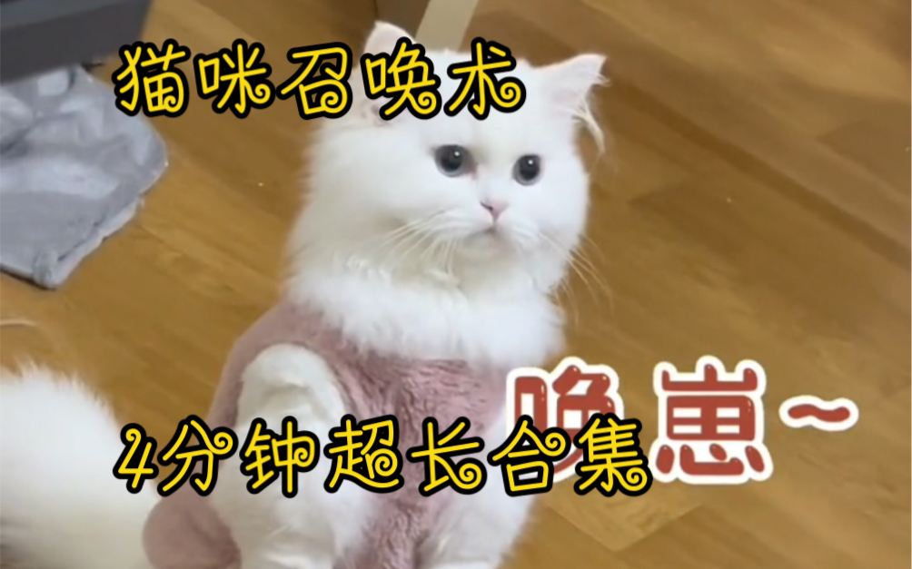 猫咪召唤术(4分钟超长纯享版)哔哩哔哩bilibili