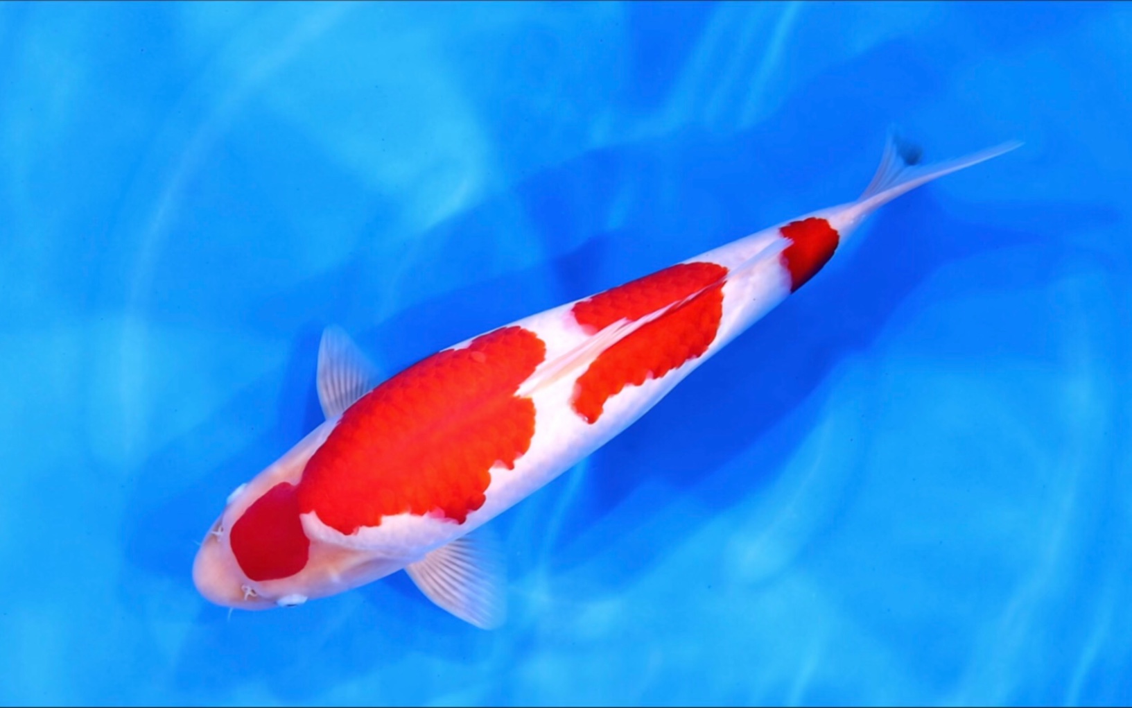 丸山三段红白锦鲤,雄两岁五十二公分观赏鱼.