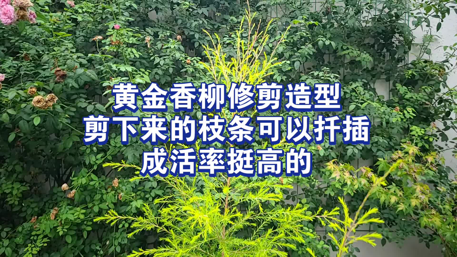 花园植物黄金香柳的修剪哔哩哔哩bilibili