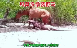 Скачать видео: 科莫多偷袭野马