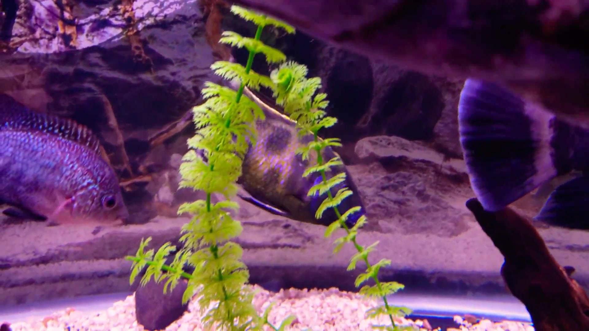 非洲鲷鱼三湖慈鲷维纳斯venustuscichlids4k品质高清欣赏