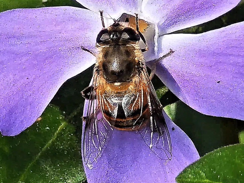超级微距:正在采蜜的食蚜蝇又名蜂蝇 花虻