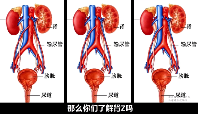 肾脏常识知多少?哔哩哔哩bilibili