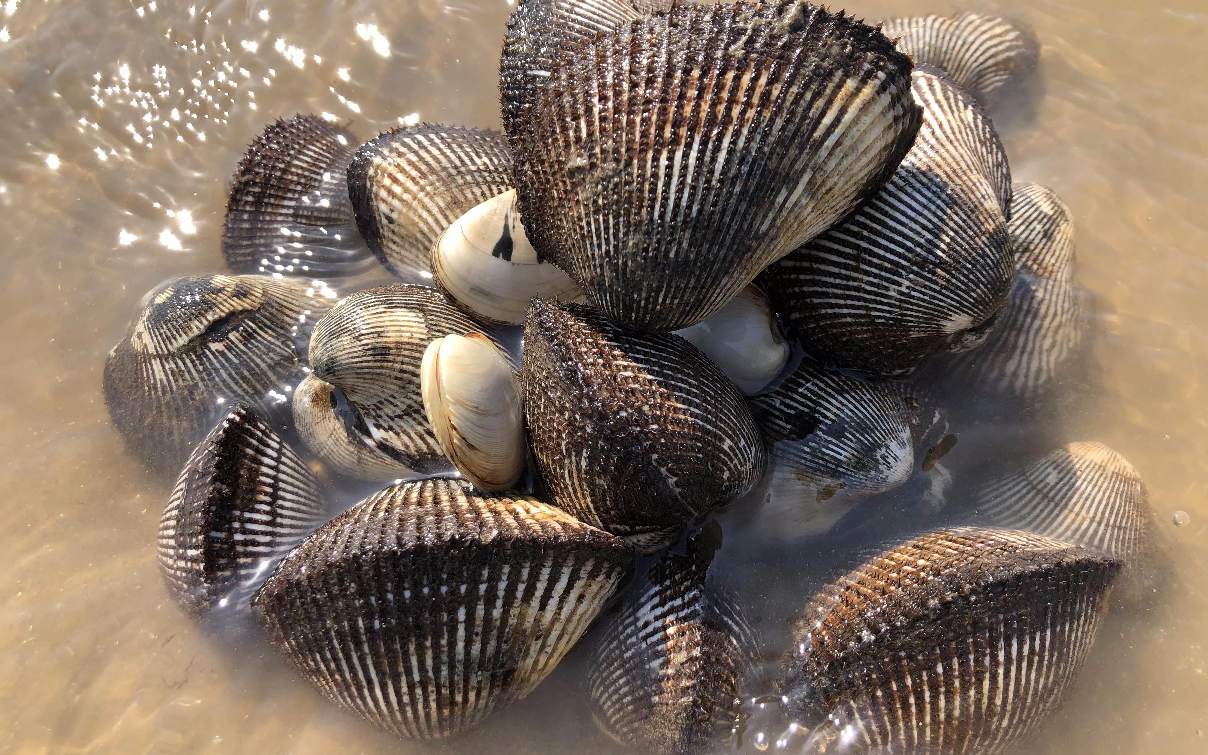 沙滩遗落了一窝肥大的毛蛤,比拳头还大,小倪抠了30多个重8斤