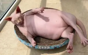 Tải video: 无毛猫的夏天是真脏啊