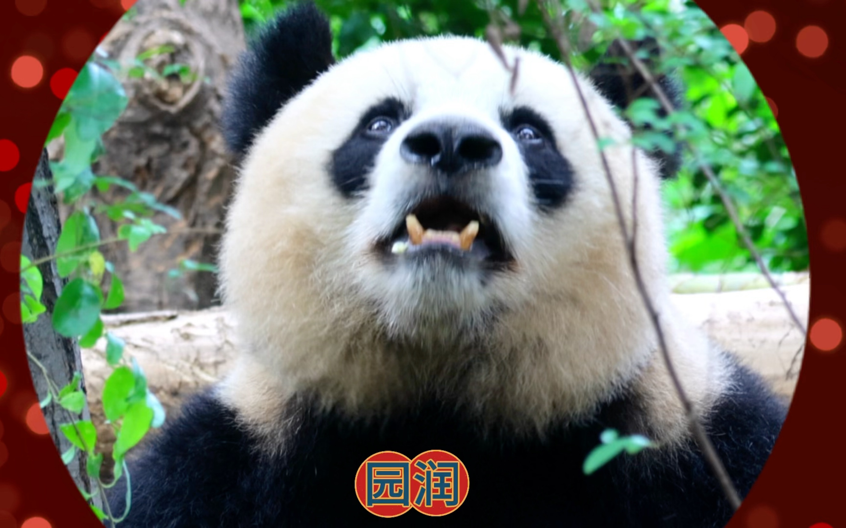 大熊猫思缘悲剧图片