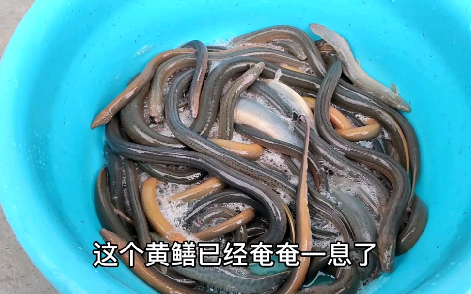 黃鱔是一種常見的水生動物,被廣泛食用.