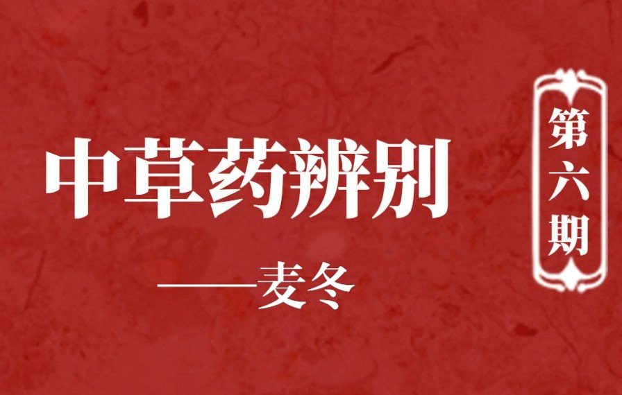 【中草药辨别ⷧ쬥…�Ÿ】后宫中被追捧的美容护肤佳品——麦冬哔哩哔哩bilibili