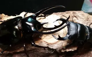 南洋大兜 搜索结果 哔哩哔哩 Bilibili