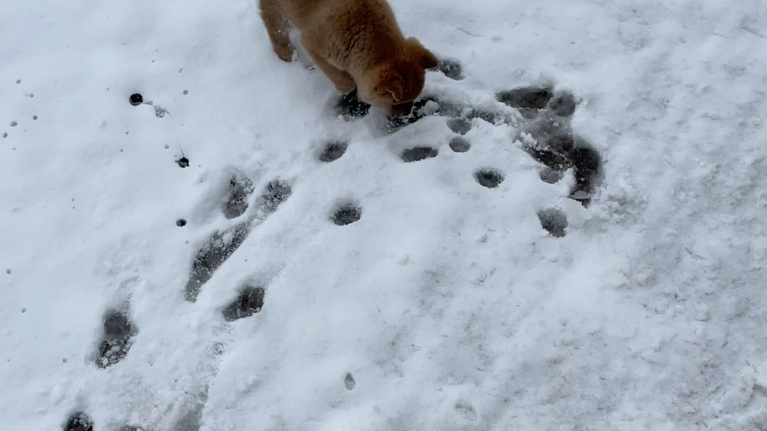 [图]团团师傅的雪地历险记