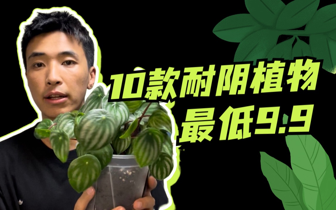 光照不好也能养好!卫生间北阳台北卧室高颜值耐阴植物合集|附卫生间绿植养护经验方法|绿植新手小白必看哔哩哔哩bilibili