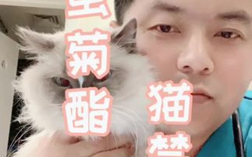 猫咪的除虫菊酯中毒哔哩哔哩bilibili