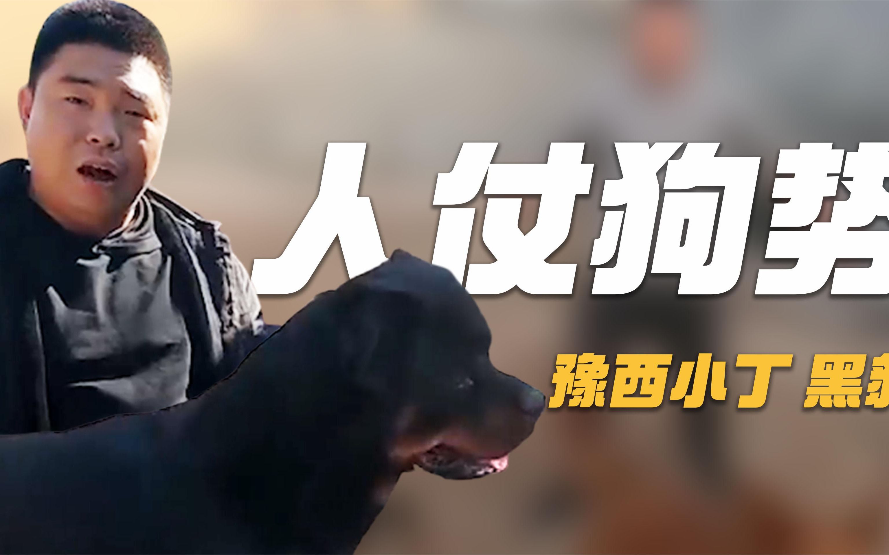 小丁:人仗狗势代表,靠黑豹称霸狗场,网友:没黑豹狗场都得散!