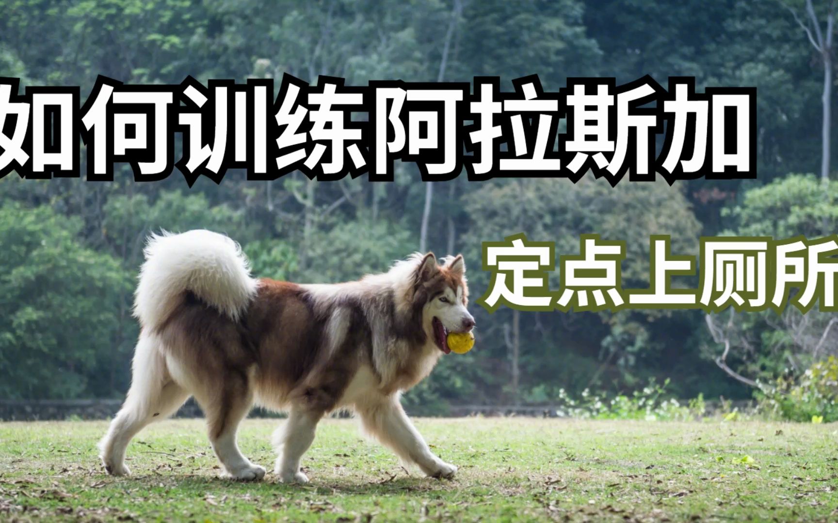 如何训练阿拉斯加定点上厕所?