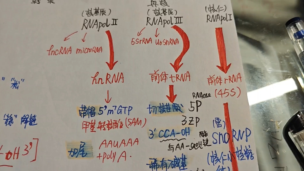 [图]真核生物原核生物 转录过程理顺知识点 考研生化