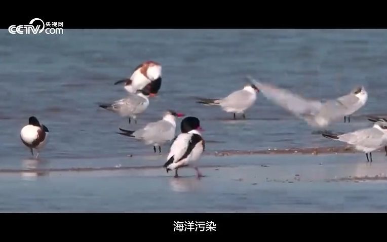 向海图强哔哩哔哩bilibili