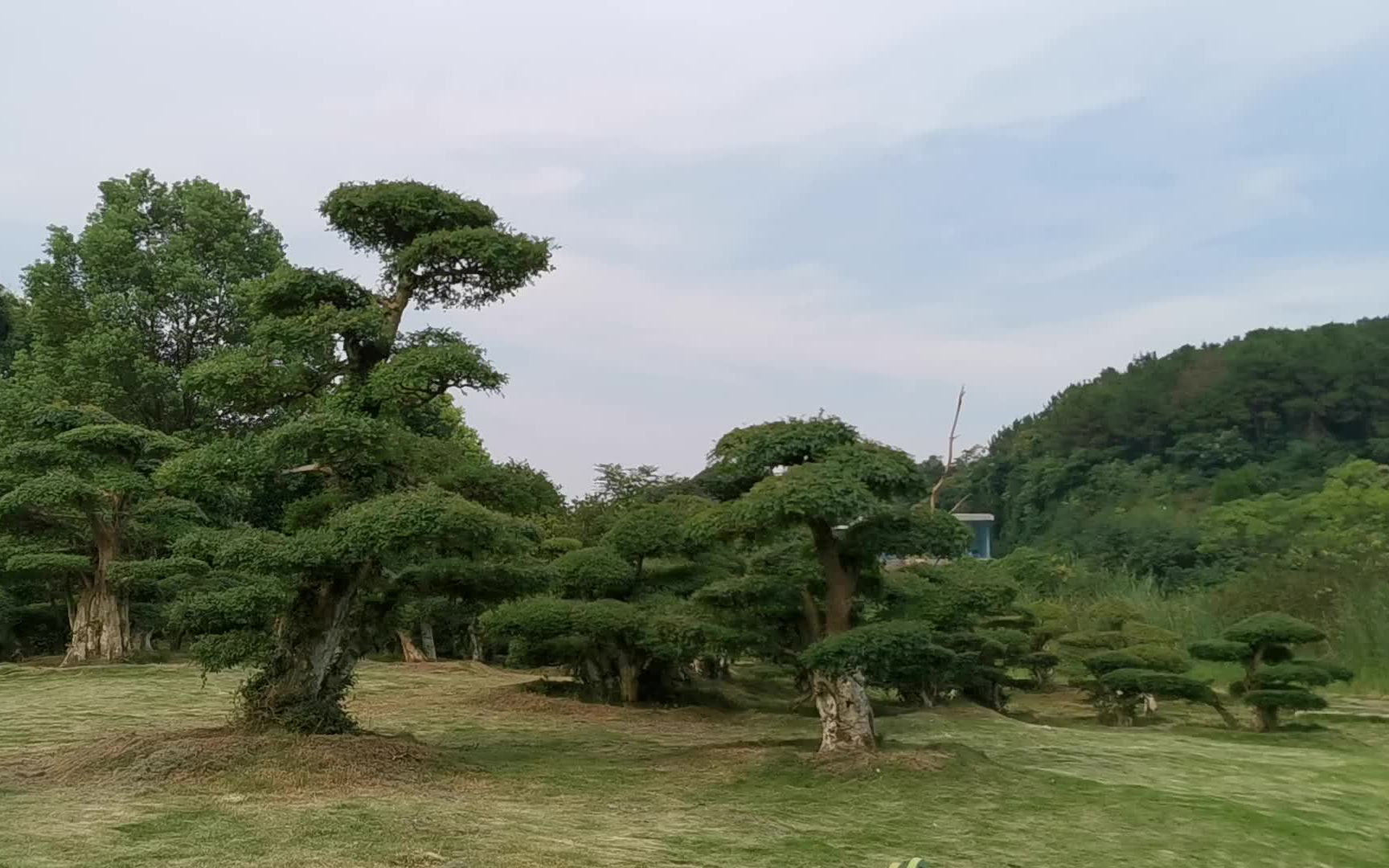 武汉藏龙岛国家湿地公园&汤逊湖畔 (拍摄于2021720)哔哩哔哩bilibili