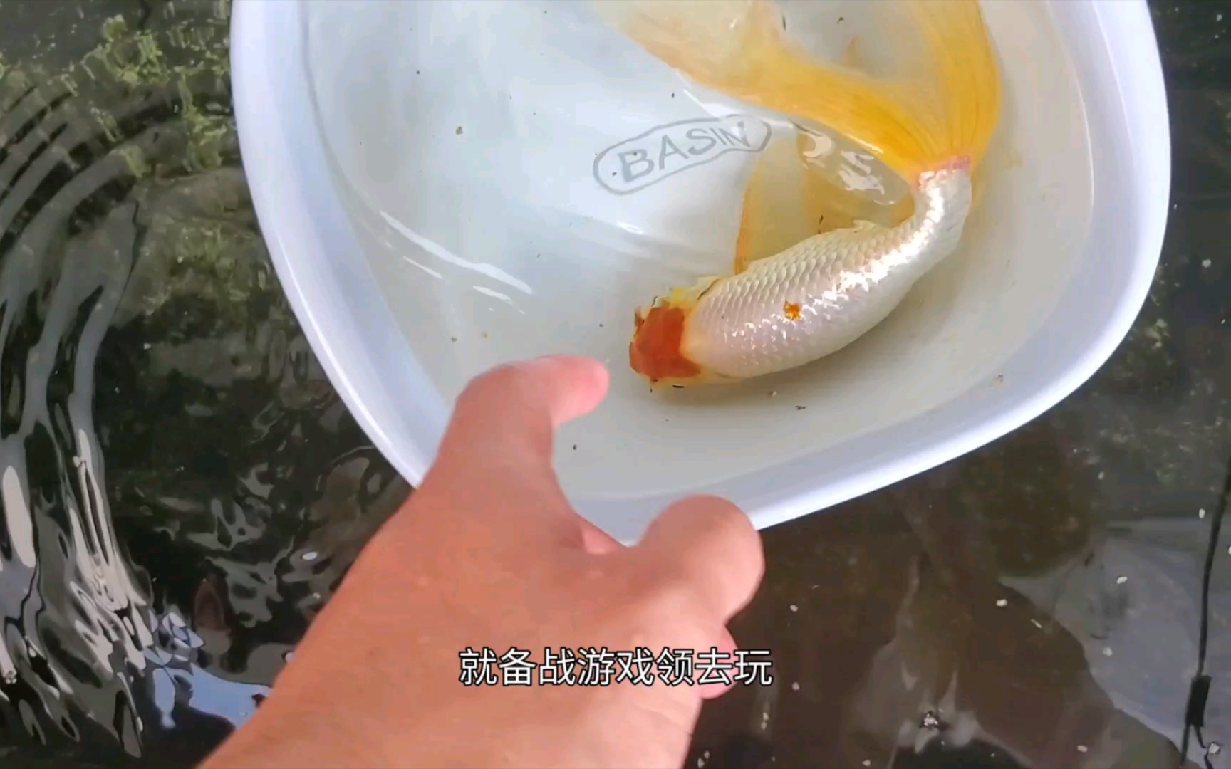 【金鱼】各色丹凤嘎嘎好看