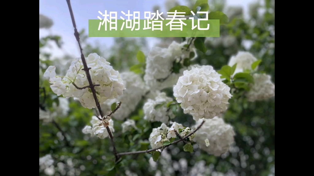 [图]记 清明时节 湘湖踏春 20220405